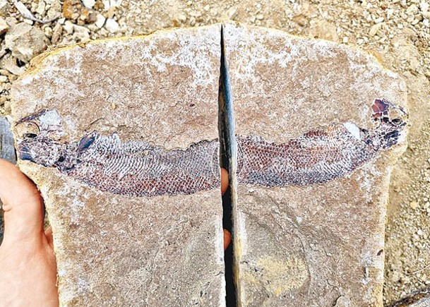 英牧場出土  1.8億年魚頭化石