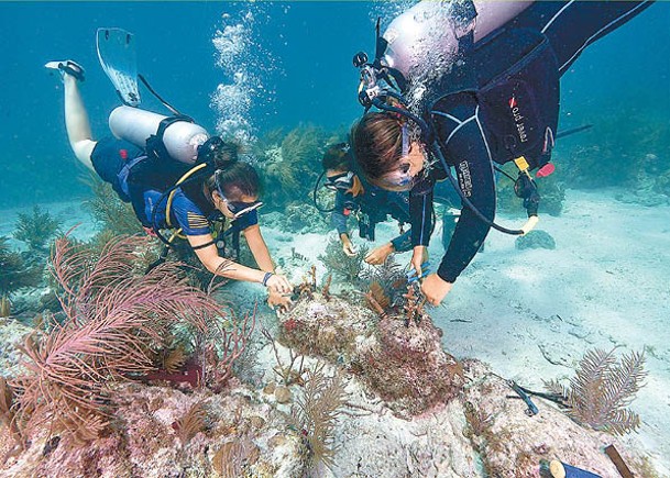 退役特種兵  佛州海底保育珊瑚