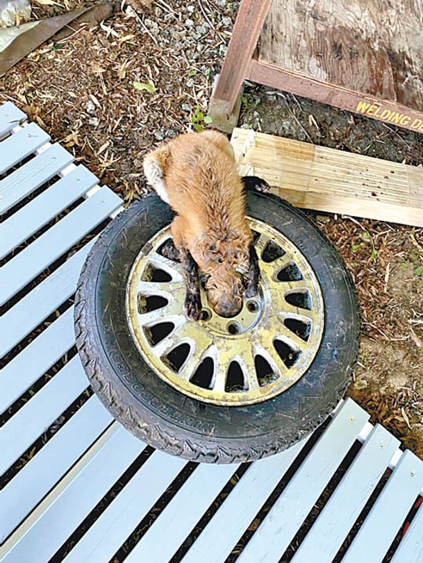 狐狸的頭部被緊箍在輪胎金屬圈中。