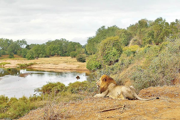 克魯格國家公園內有不少珍貴動物。