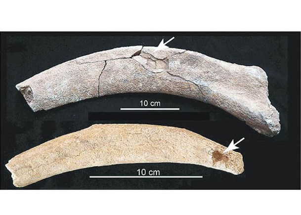 長毛象肋骨有明顯人為屠宰痕迹（箭嘴示）。