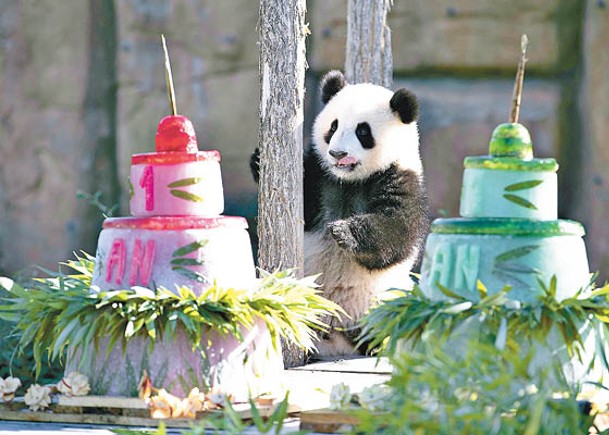 旅法雙胞大熊貓一歲慶生