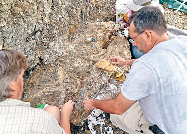 考古迷遠足  掘出9米長滄龍化石