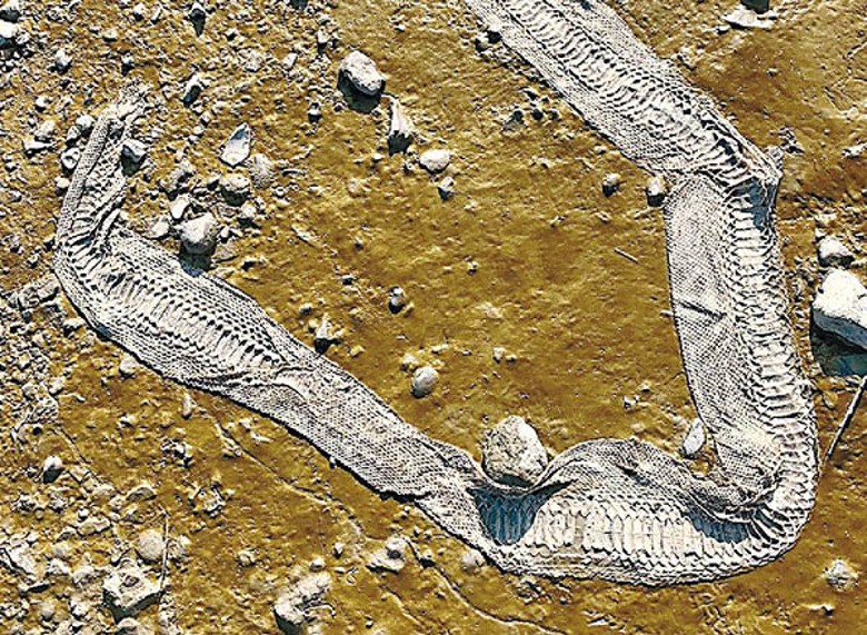 超長蛇皮出現在泰晤士河河畔。