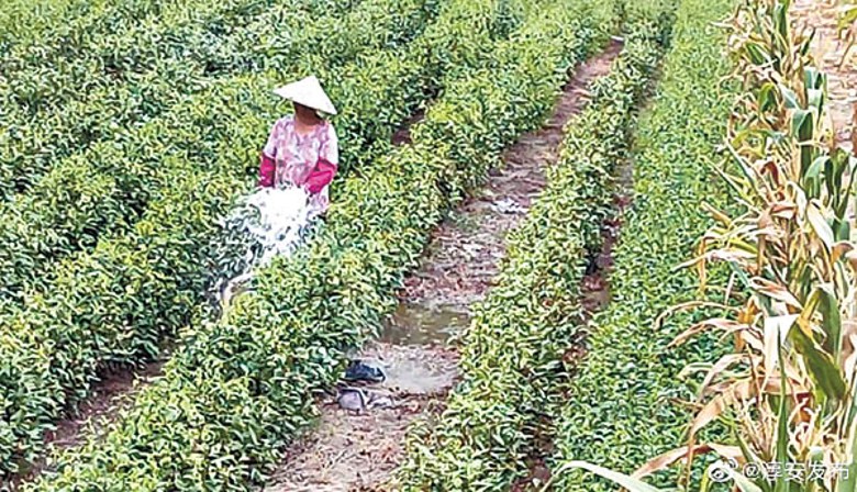 高溫乾旱情況加劇影響茶葉品質。