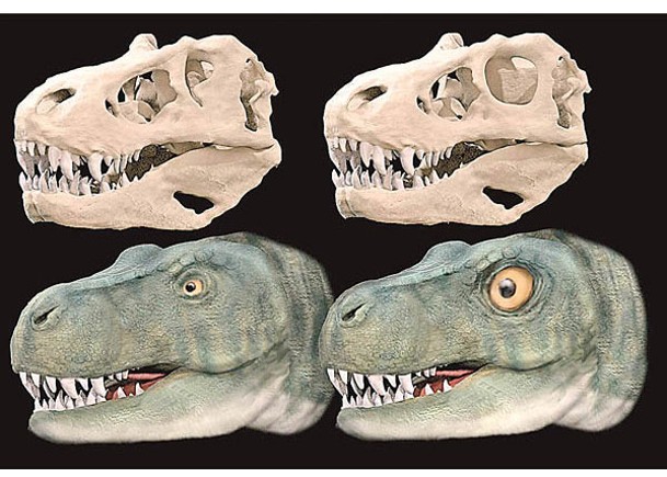 肉食恐龍用小眼睛換大咬力