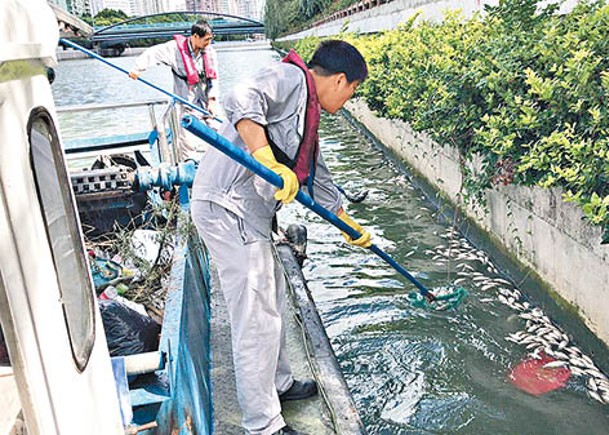 上海蘇州河，近日頻現大量死魚。