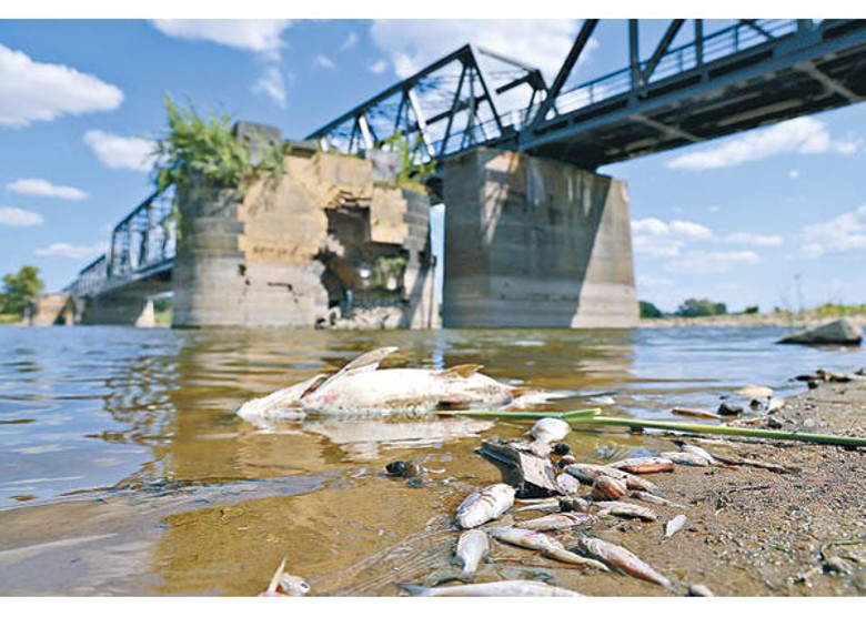 德國西北部奧德河沿岸出現死魚。（Getty Images圖片）