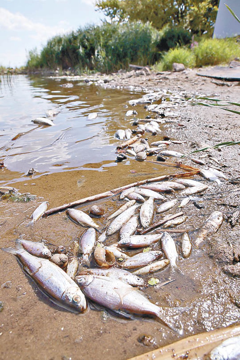 大量魚類疑因有毒物質流入河流致死。
