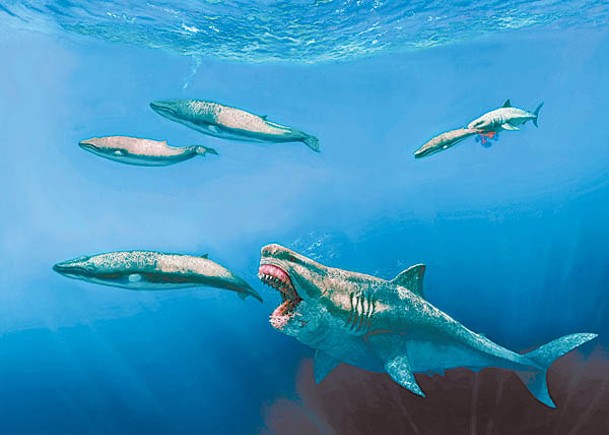 電腦模擬  料長逾20米  史前巨齒鯊愛獵鯨