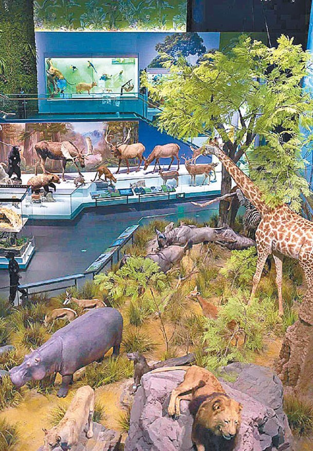 博物館展出多具動物實體標本。