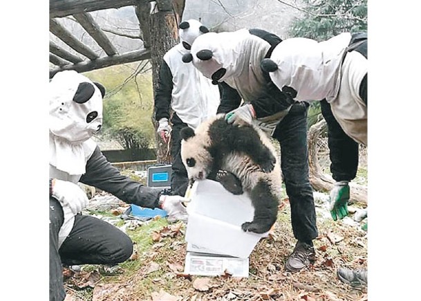 工人扮熊貓照顧幼崽  助放歸野外