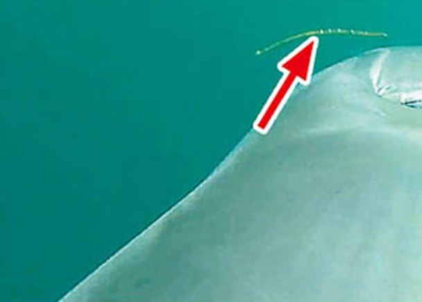 海豚獵食毒海蛇  近距影片首曝光
