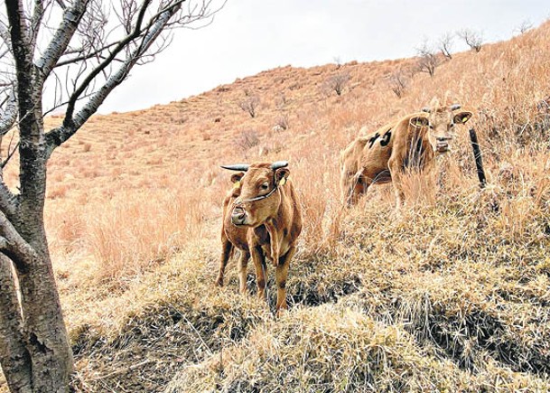 日擬用GPS  助肉牛覓食