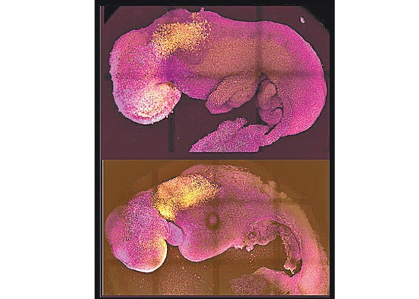 幹細胞培植鼠胚胎 長出  大腦  心臟