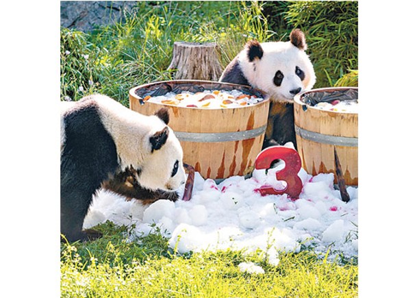 德國孖生大熊貓  3歲生日歎冰果盆