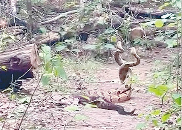 印第安納州行山客  遇響尾蛇求偶打架