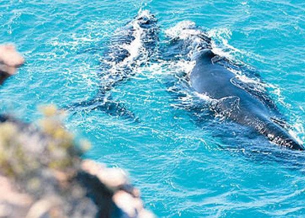 澳洲瀕危南露脊鯨量回升