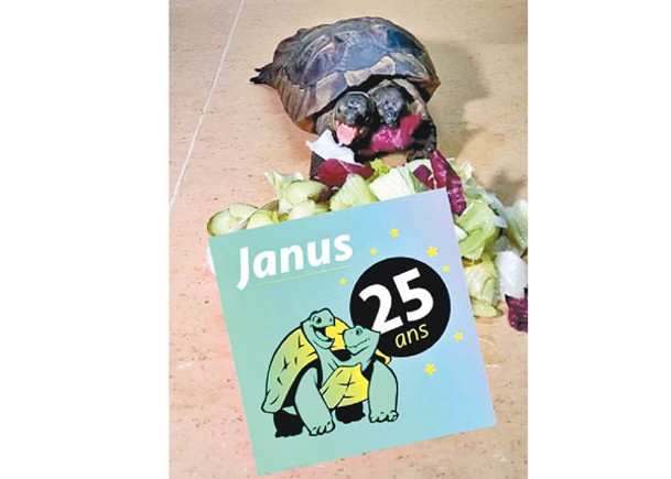 最長壽雙頭陸龜  喜迎25歲