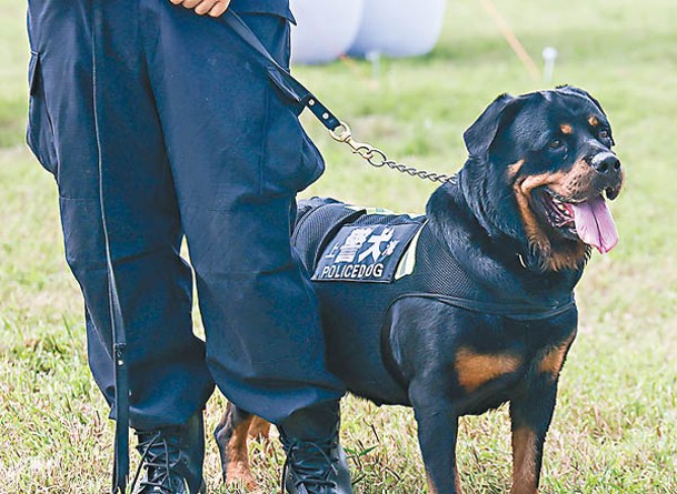 市民未來有機會領養退役警犬。