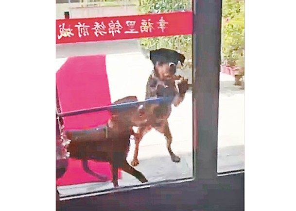 街外玩耍女童  遭兩惡犬咬傷