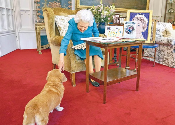 英女王生前鍾愛哥基犬。