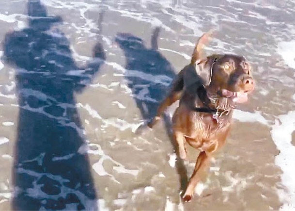 男子帶同愛犬到海灘玩耍。