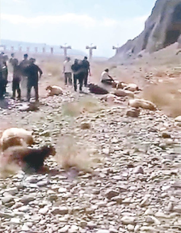 羊群因無人放牧被狗追逐至懸崖摔死。