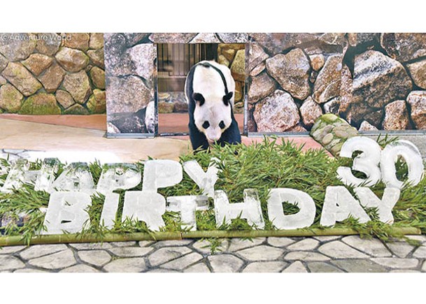 日大熊貓迎30歲  冰竹慶生