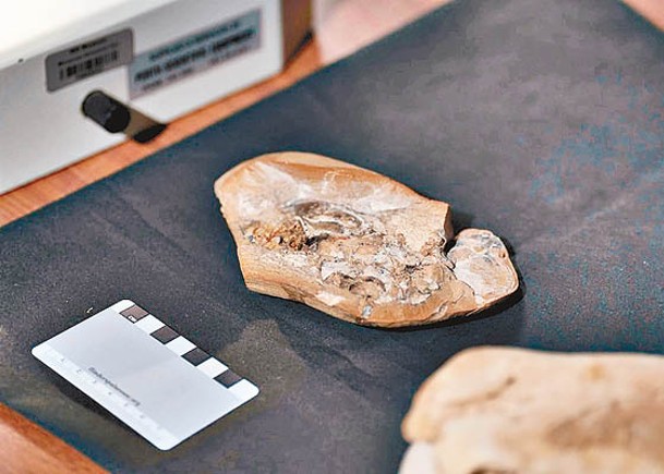 3.8億年前魚化石  西澳出土