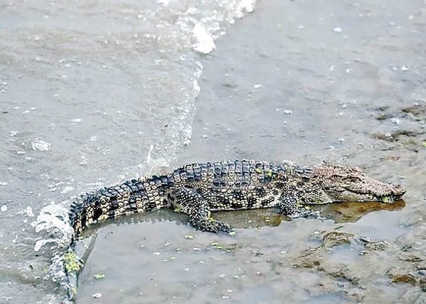 黃浦江鱷魚登岸  兩抓捕未果