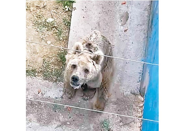 瘦棕熊疑受虐  動物園辯稱年邁