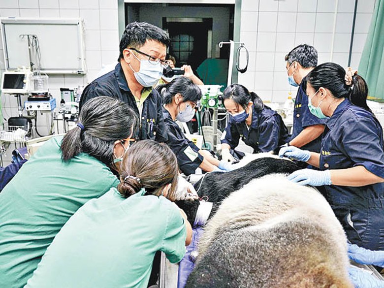 大熊貓 「團團」在檢查前先接受麻醉。