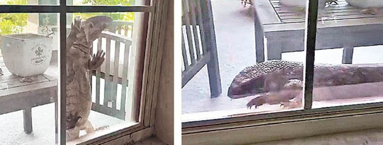 左及右圖：巨型蜥蜴趴在窗邊徘徊。