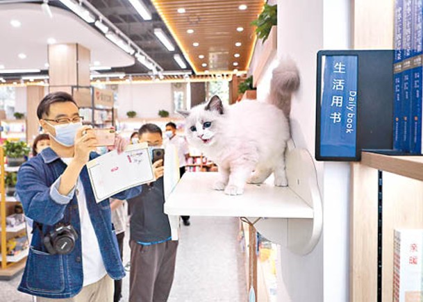 貓咪書店  招客打卡