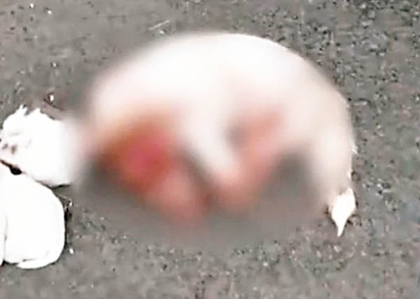 安徽:蕪湖市的母狗滿身是血。
