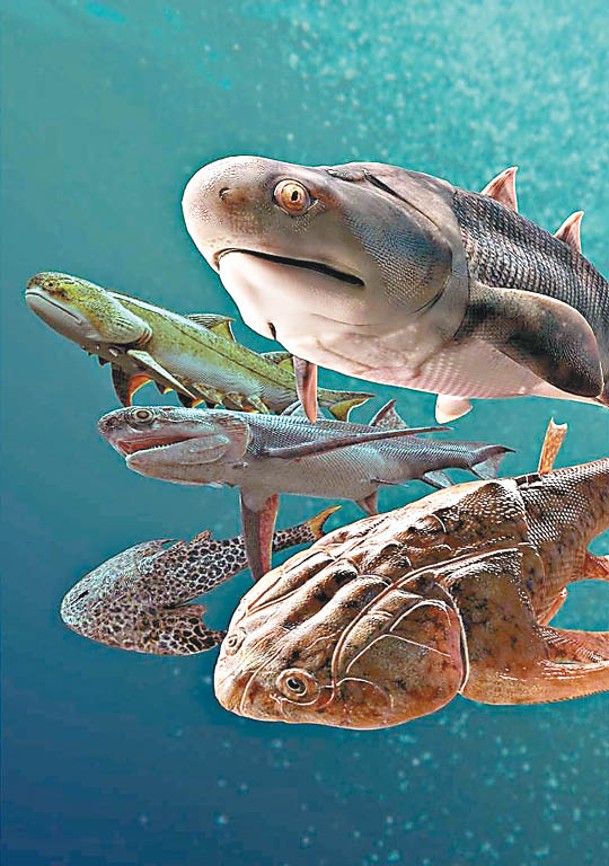 人類由魚演化而成的研究一直困擾學界。