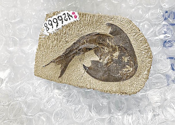 志留紀有頜類化石  助解脊椎動物演化