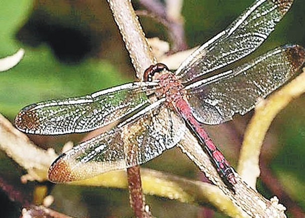秋寒煙多年前拍得褐頂蜻蜓照片。