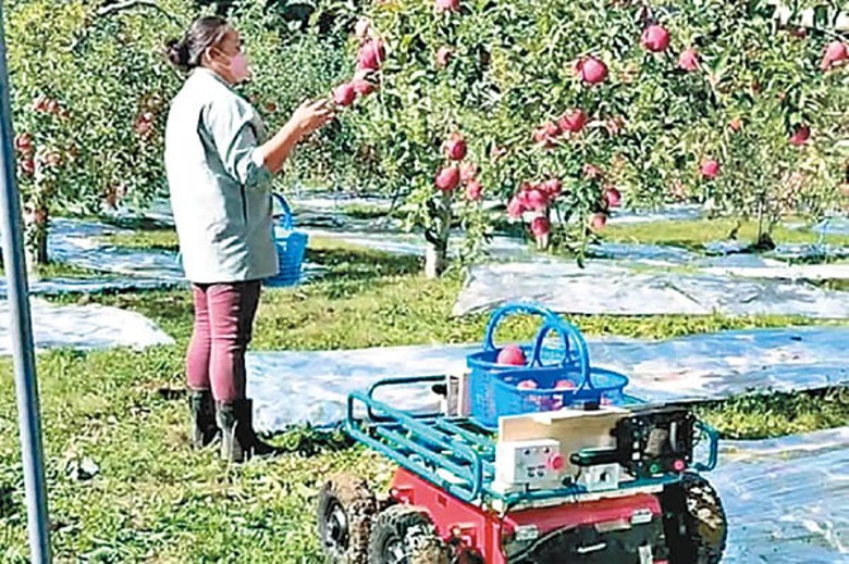 採集蘋果機械車在青森縣試行。