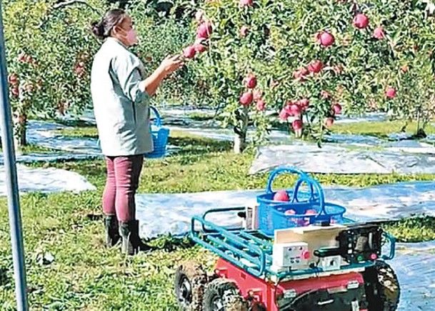 採集蘋果機械車在青森縣試行。