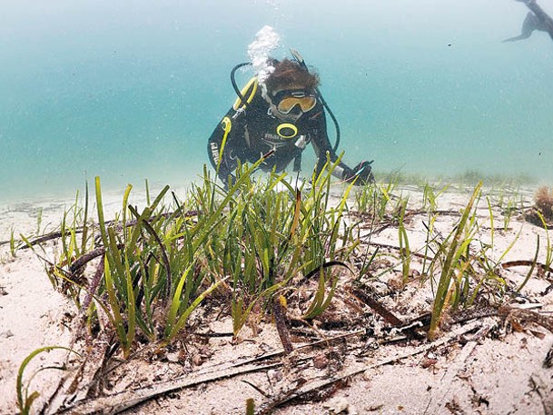恢復海草生態對保育有莫大幫助。