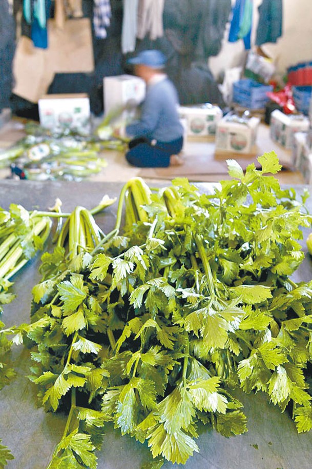 事主以西芹（圖）和青瓜製作混合蔬菜汁。（Getty Images圖片）