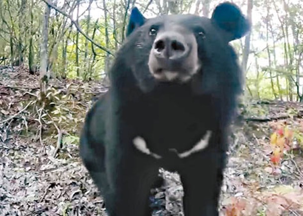 黑熊的模樣十分可愛。
