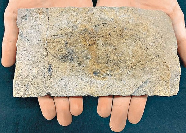 「泰勒斯克列羅龍」化石保存在砂岩內。