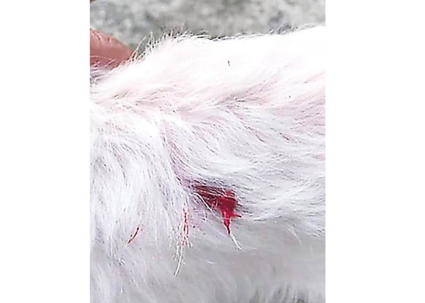 蔡男的愛犬被BB彈槍射傷。
