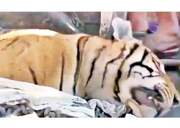 涉事老虎被人殺死。