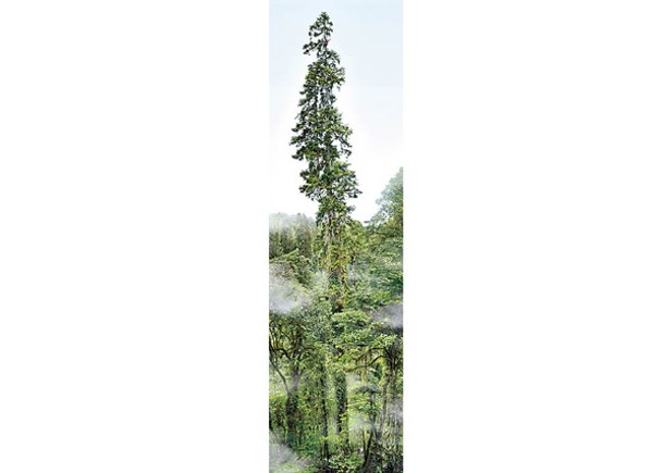 中國最高樹木  位於西藏逾83米