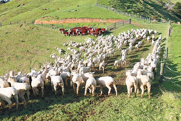 新西蘭羊群數量多。