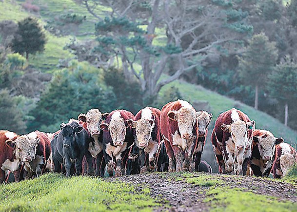 牛打嗝會產生溫室氣體甲烷。（Getty Images圖片）